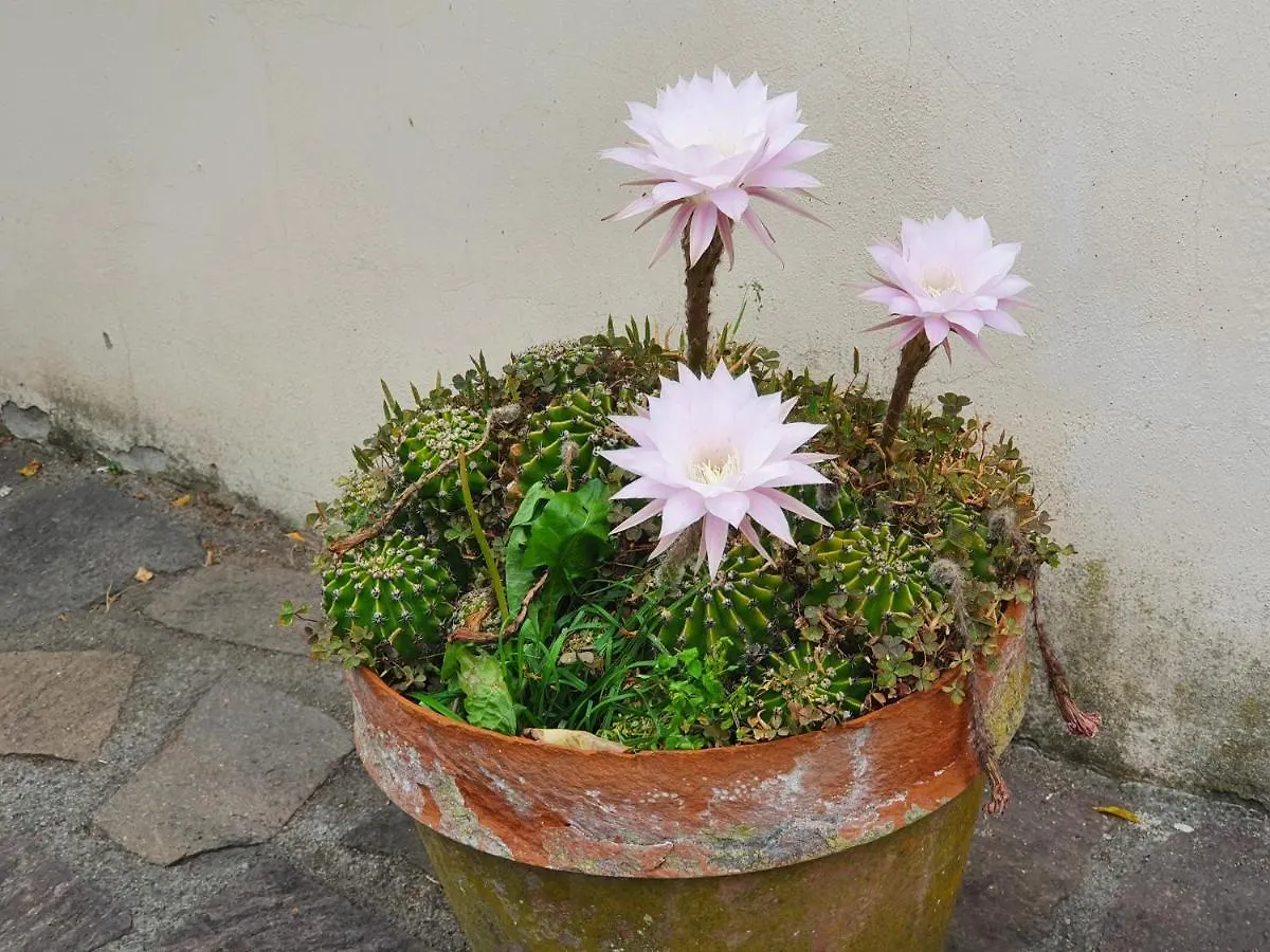 Giardino Dei Fiori Apartment Castelnuovo di Garfagnana