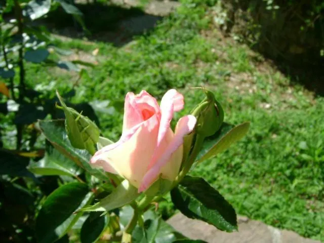 Giardino Dei Fiori Apartment Castelnuovo di Garfagnana