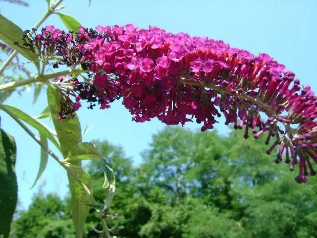 Giardino Dei Fiori Apartment Castelnuovo di Garfagnana