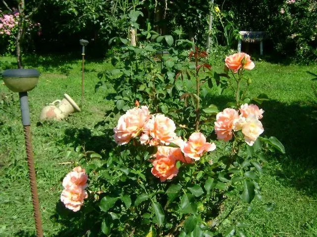 Giardino Dei Fiori Apartment Castelnuovo di Garfagnana