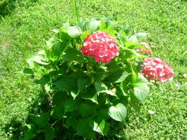 Giardino Dei Fiori Apartment Castelnuovo di Garfagnana Italy